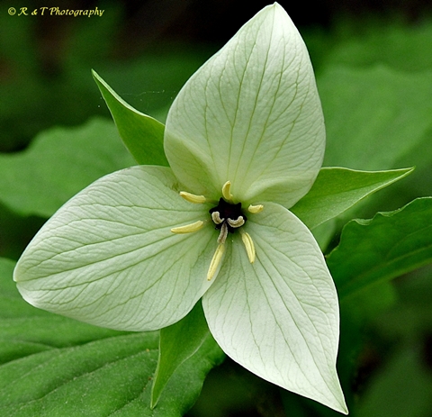 {Trillium simile}